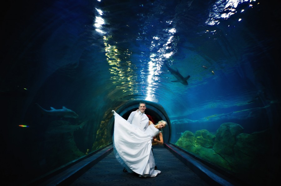 Wedding at Camden Adventure Aquarium in New Jersey