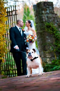 Wedding Photography-Dog Lovers Bulldog
