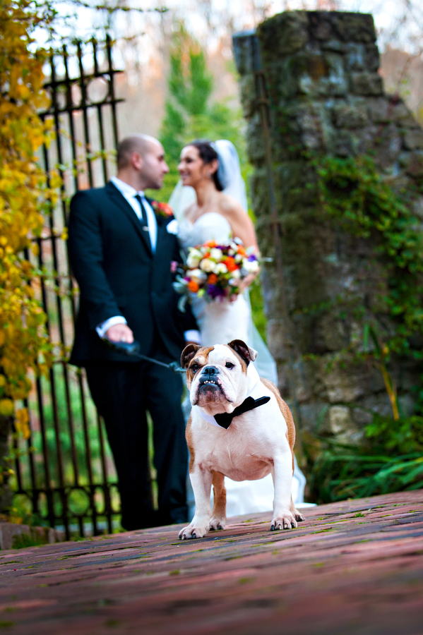 Wedding-Photography-Dog-Lovers-Bulldog