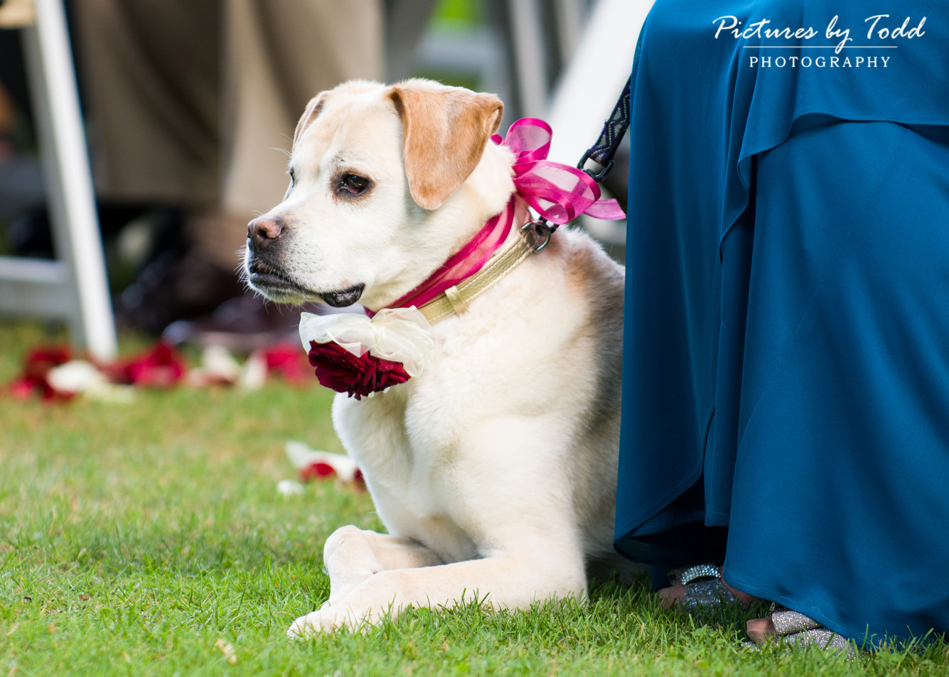 Dogs-Wedding-Ceremony-Ideas