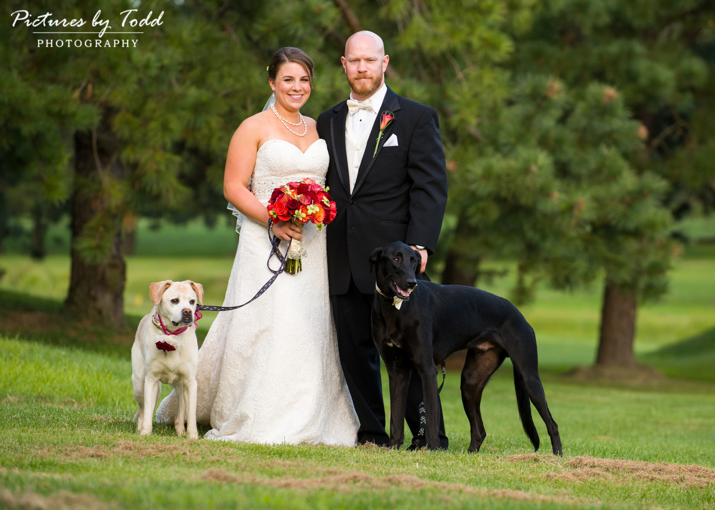 Dogs-Weddings-Portraits-Photos-Fun-Ideas