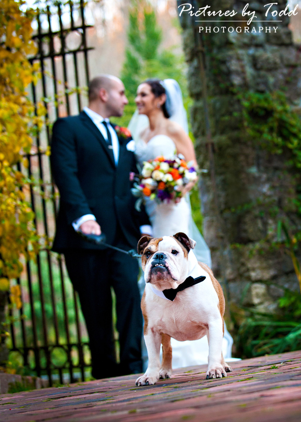 Dogs-at-Your-Wedding-Holly-Hedge-Estate-New-Hope